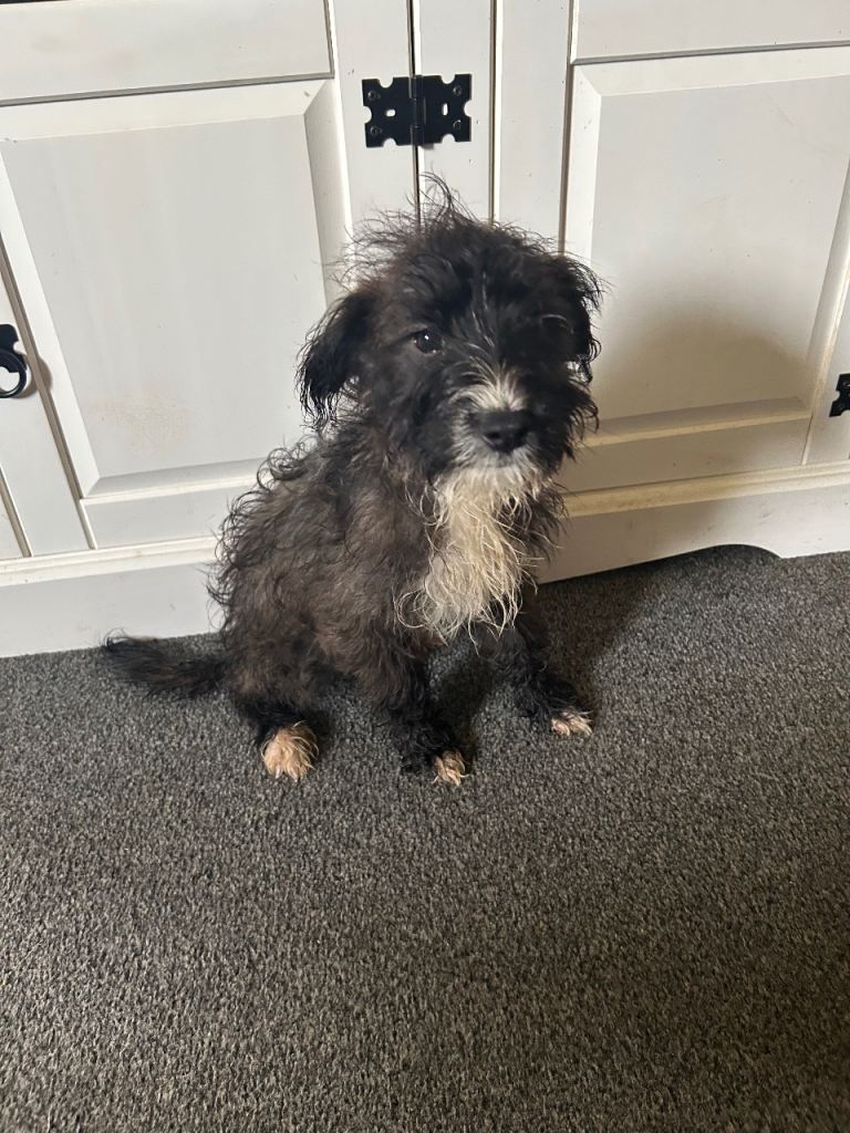 Patterdale x cross yochon puppys