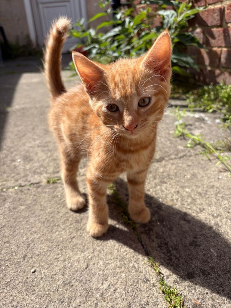 Beautiful ginger kittens