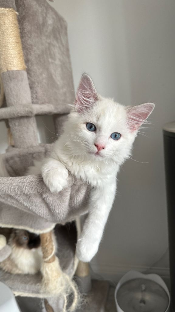 1 Ragdoll kitten left (boy) ready to leave