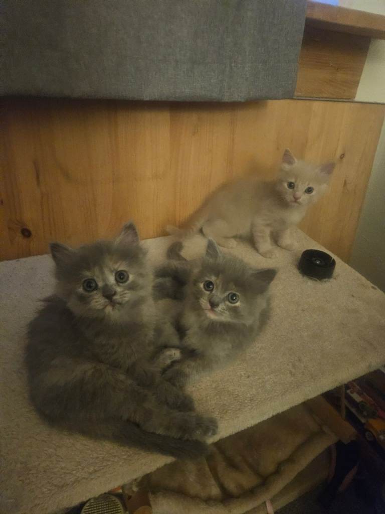 Three gorgeous kittens 