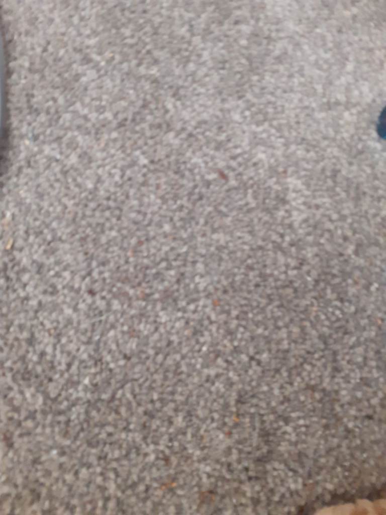 Wanted flat or static caravan to rent 