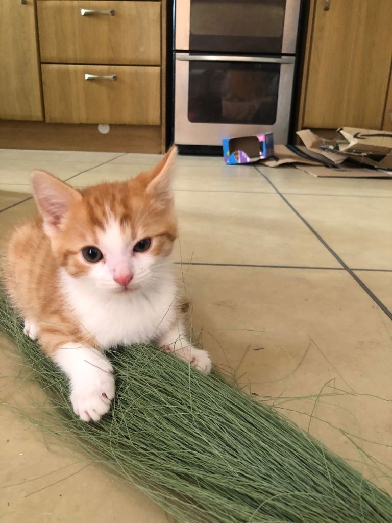 male and female kittens