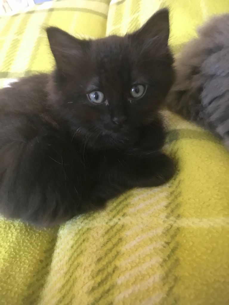 8 weeks old fluffy kittens 