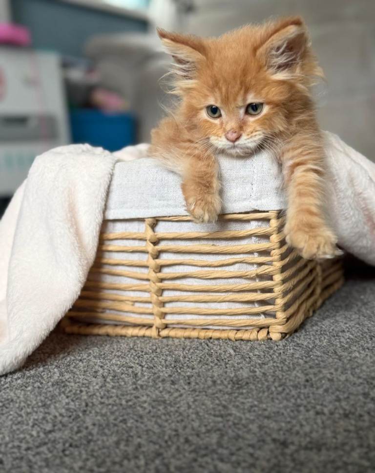 13 week old pedigree Maine Coon female registered active 