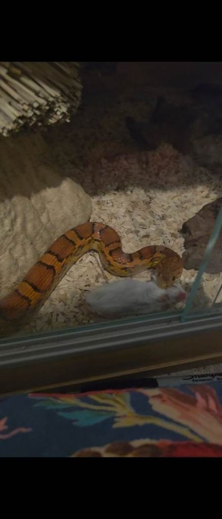 5 foot Cornsnake - Zelda, beautiful and social