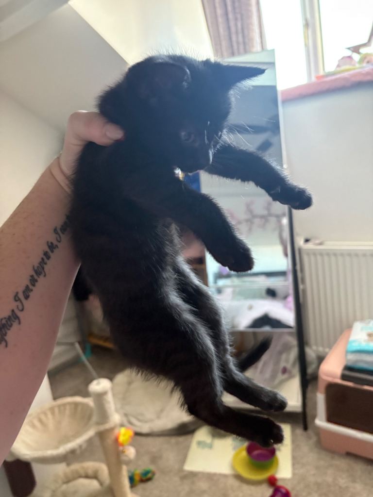 Kittens 