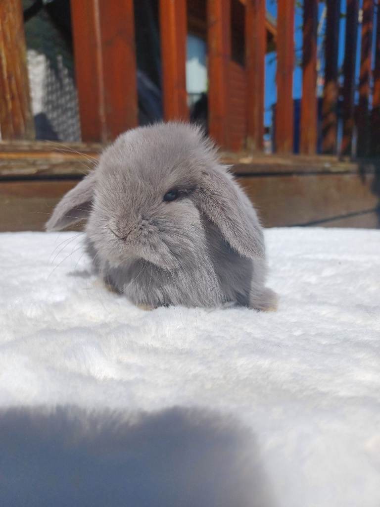 Mini Lop ready now 