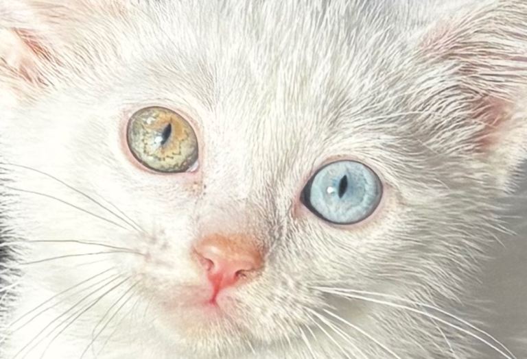 Adorable kittens looking for their forever homes 