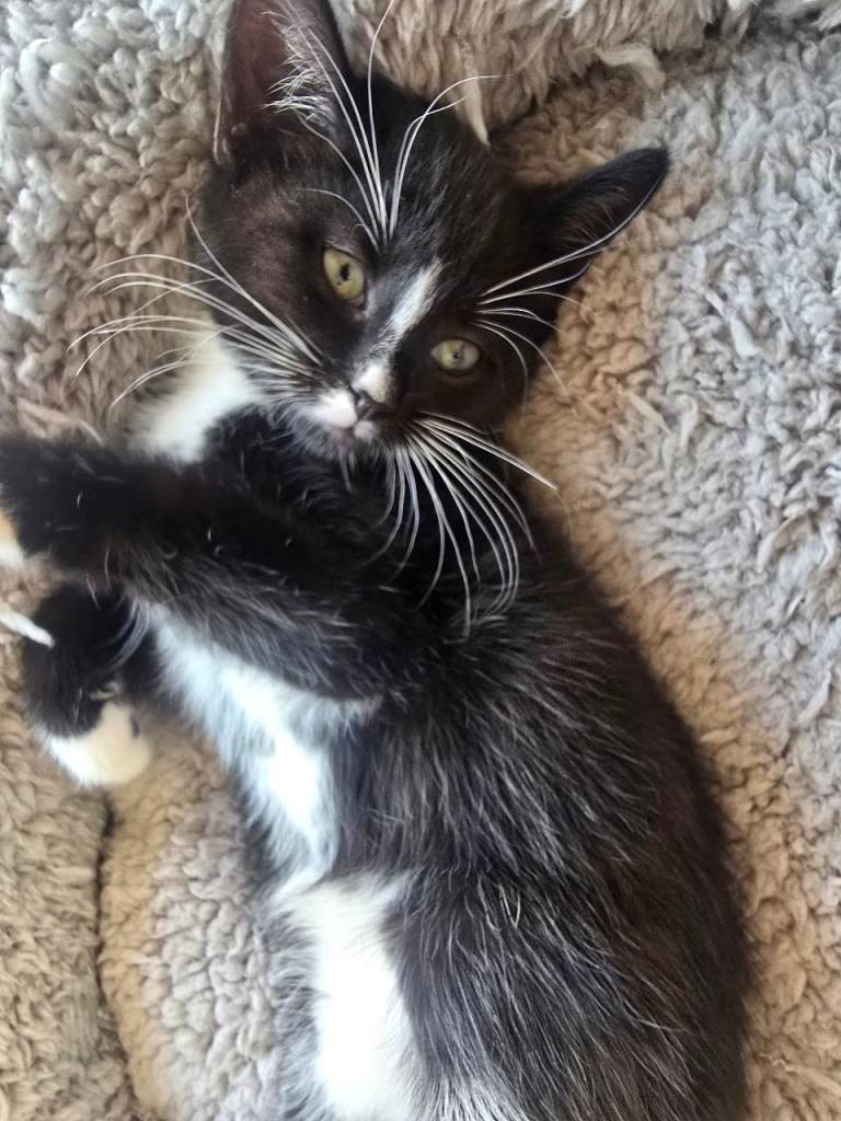 Black/brown tabby x bengul x tuxedo 