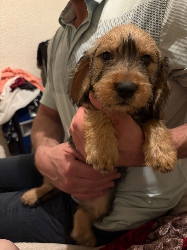 Puppies for sale 