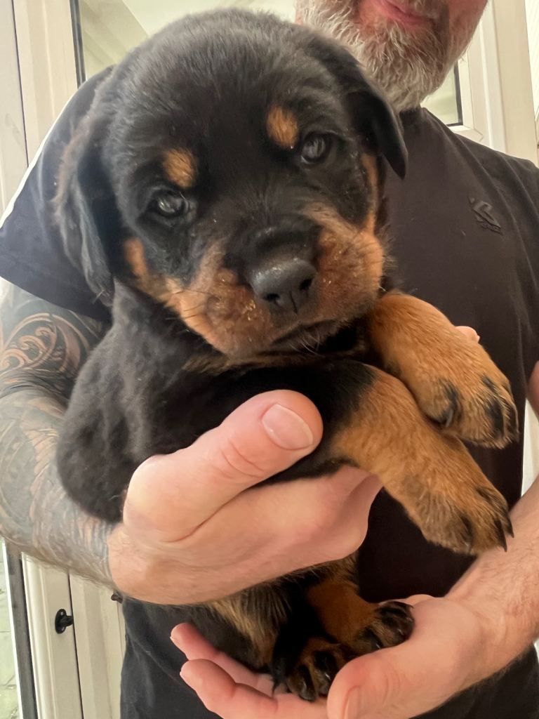 -Beautiful Rottweiler puppies (Burton on Trent)