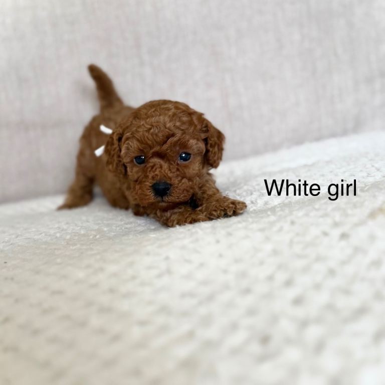RED TOY COCKAPOO’S
