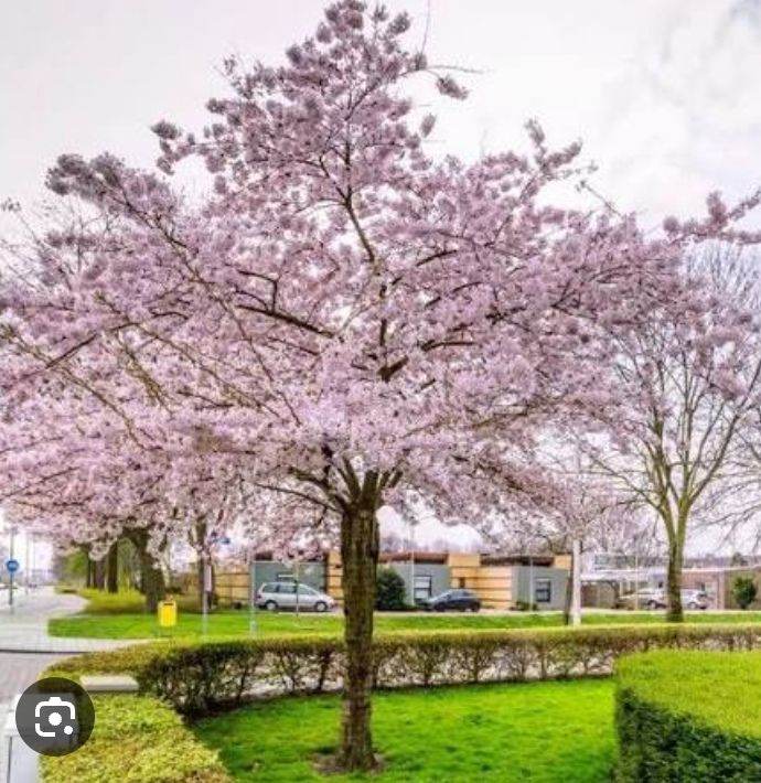 Cherry Blossom tree winter flowering Prunus Subhirtella 