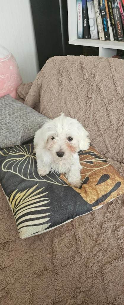 🐶 4 Adorable Maltese Puppies Looking for Loving Forever Homes! 🐶
