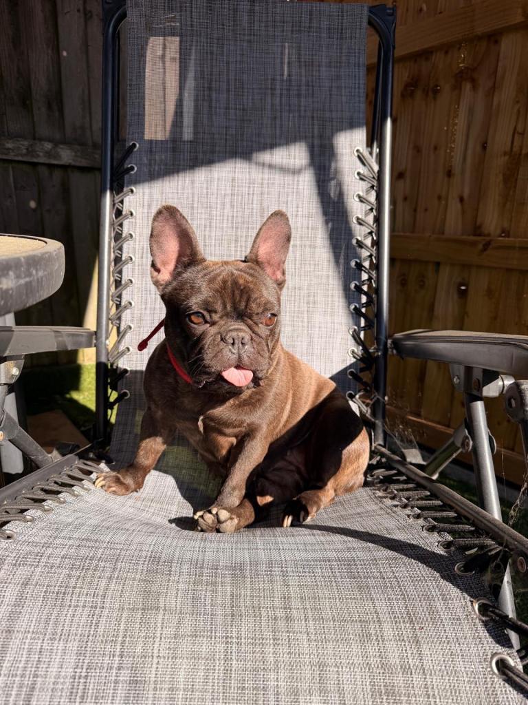 french bulldog looking for a good home