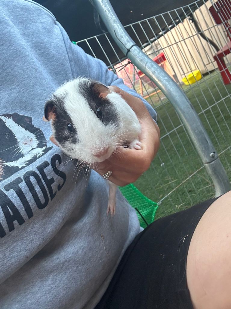 Pair of bonded male guinea pigs 