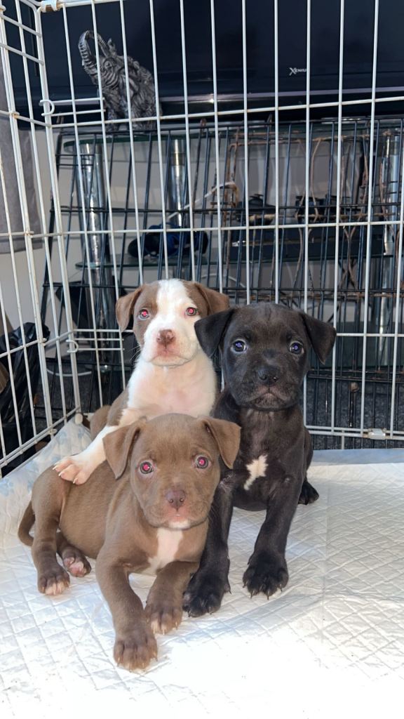 Staffy puppies 