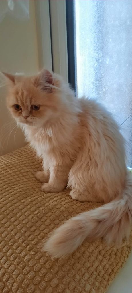 4 vaccinated and chipped Persian chinchilla kittens