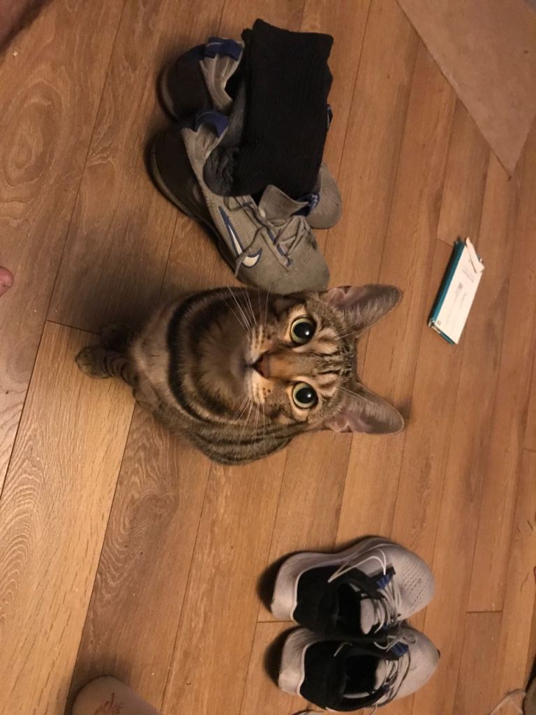 Female Bengal for sale