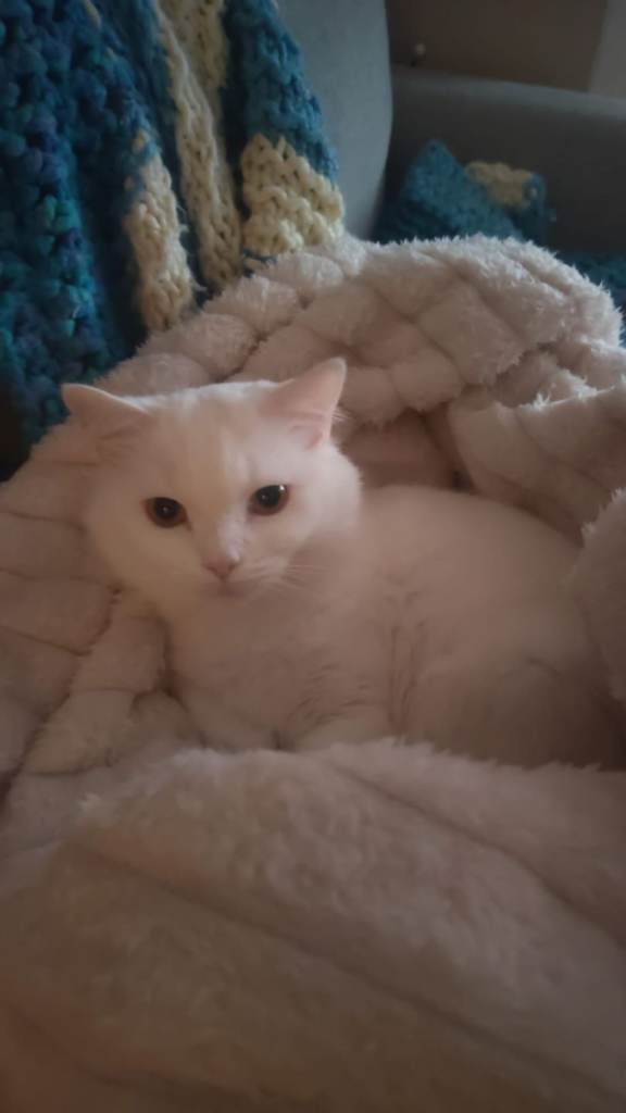 Beautiful white cat for sale 