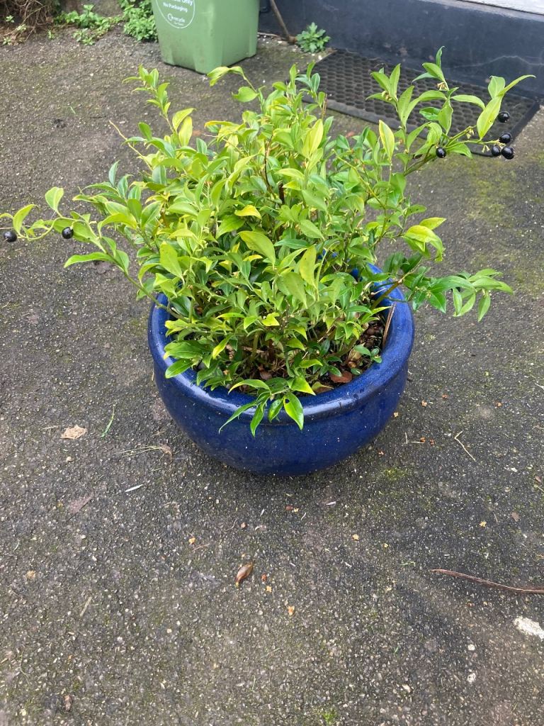 Beautiful glazed terracotta plant pot with sweet box plant