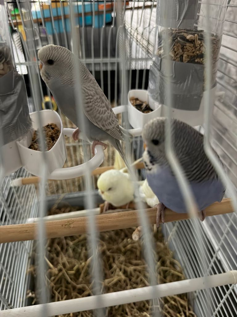 Baby budgies