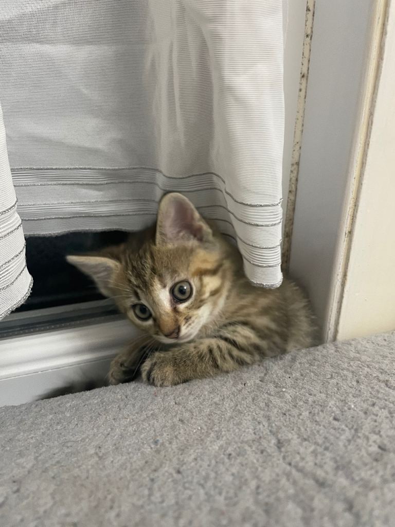 4 kittens for sale!