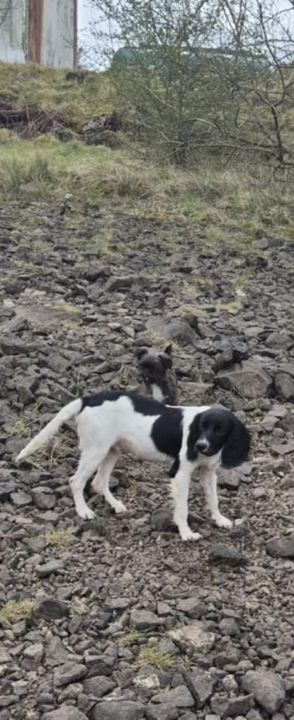 Lovely male Spaniel 