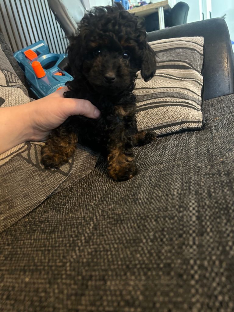 Phantom female poochon 