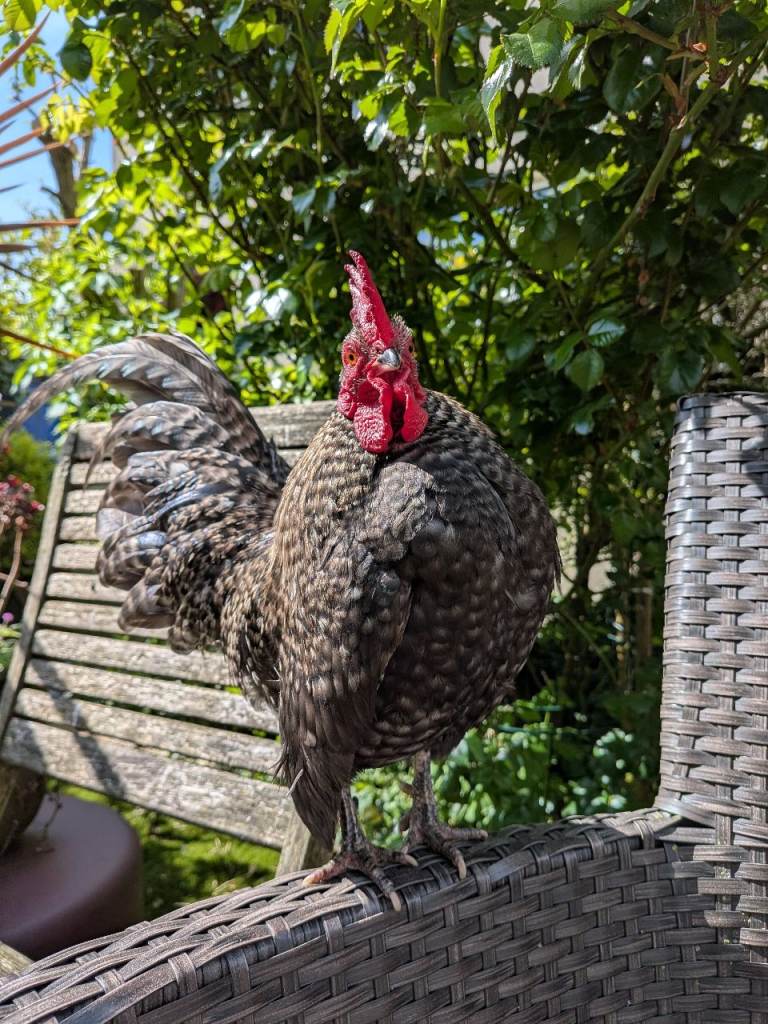 Serama Cockerel 1 year Old Cuckoo Feather 