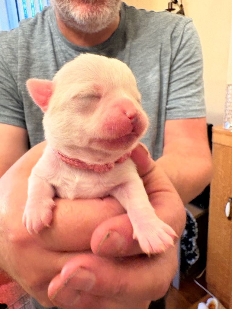 Chihuahua puppies for sale x 2 