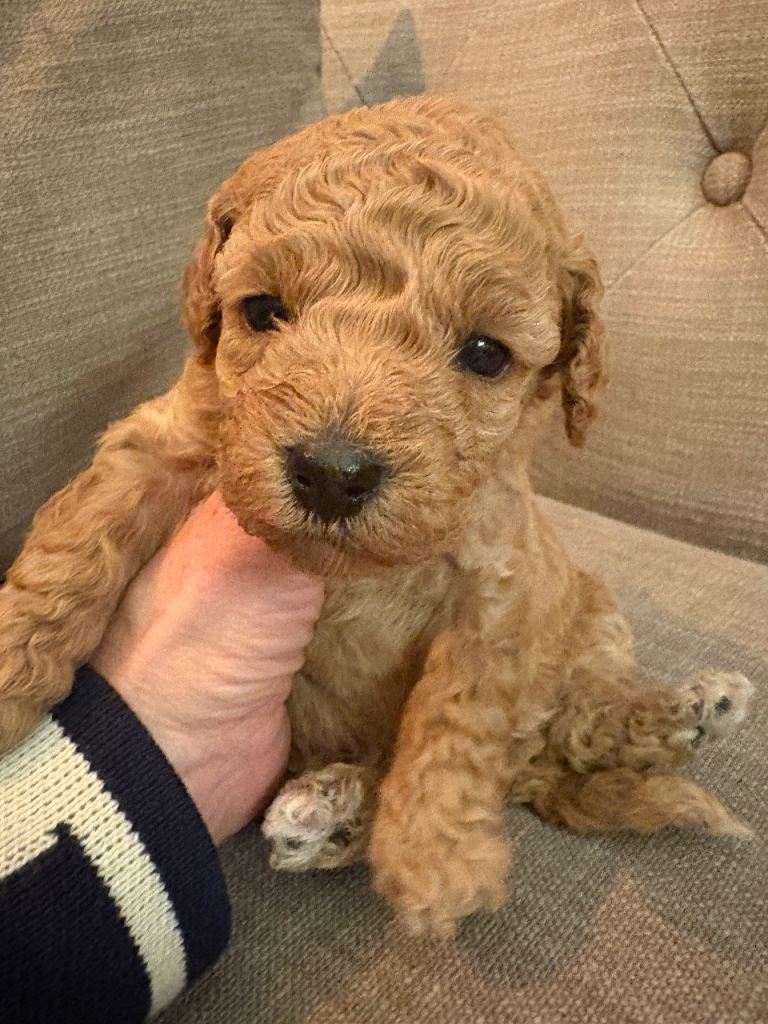 1 beautiful cavapoo puppy looking for her forever home