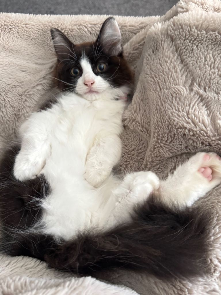 Cutest Ragdoll kitten 