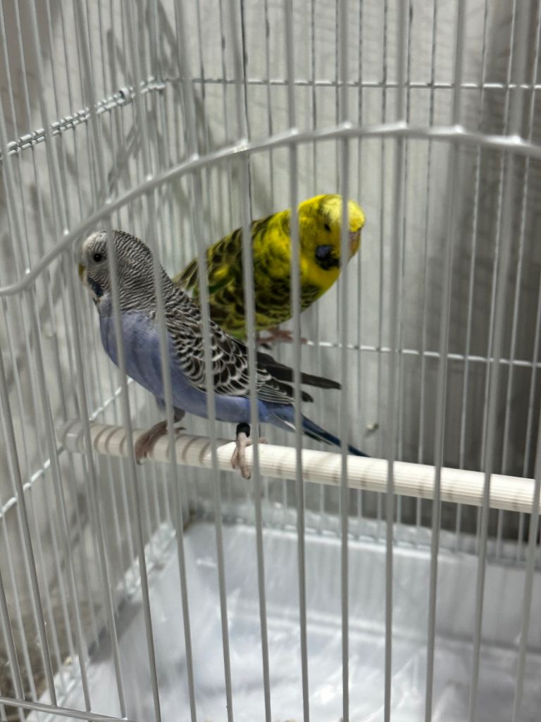 Budgies 