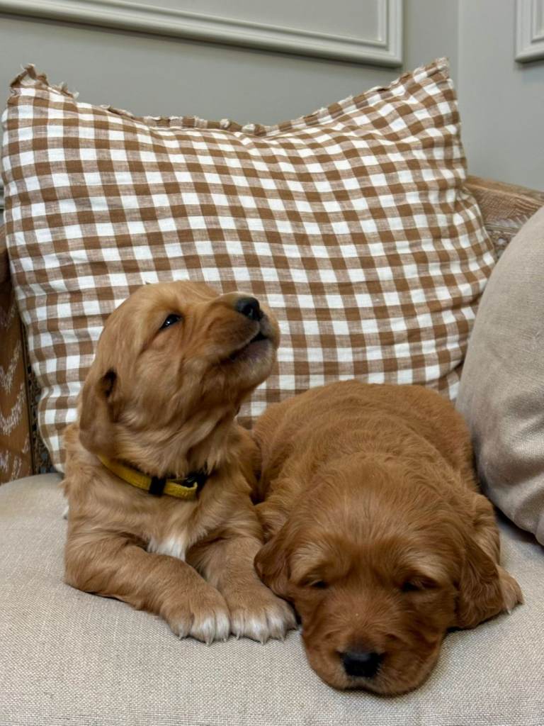 Red Golden Retriever Pups for sale