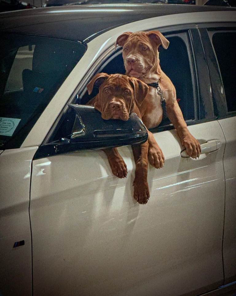 🐾 Exceptional Presa Canario Puppy Pair – Bonded, Rehomed Together Only 🐾