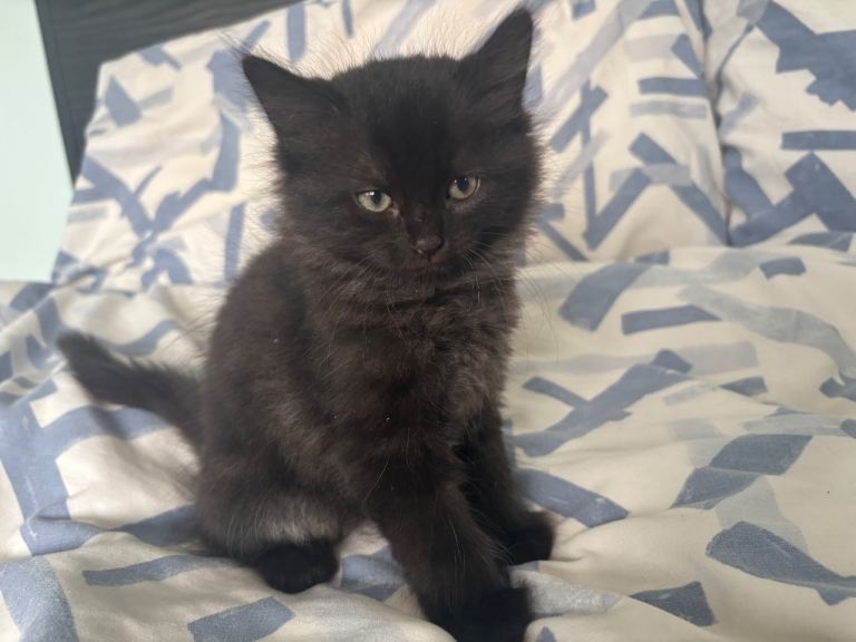 4 Gorgeous Black Kittens – 8 Weeks Old, Ready for Loving Homes 🐾
