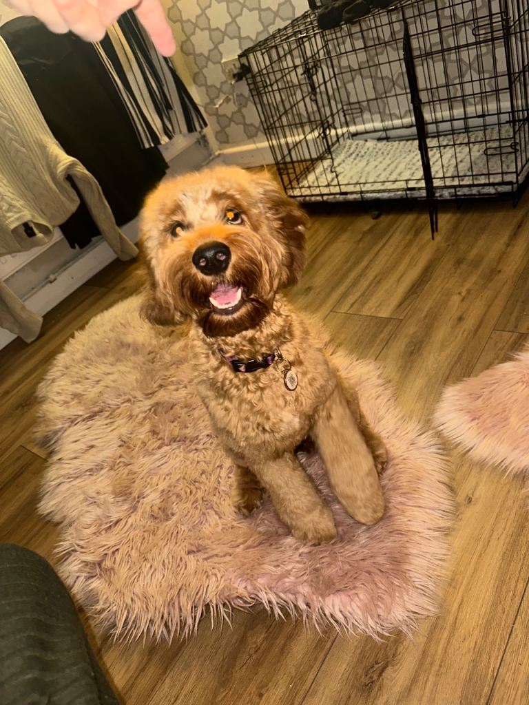 Cockapoo dog