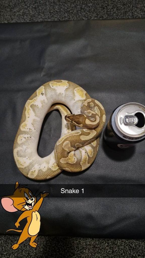 Snakes 