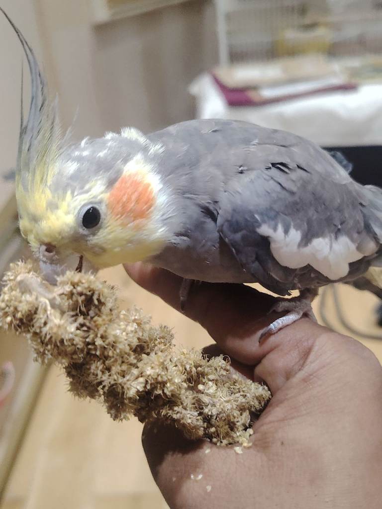 Two Young Cockatiels with Large indoor/outdoor Cage for Sale, Partially tame