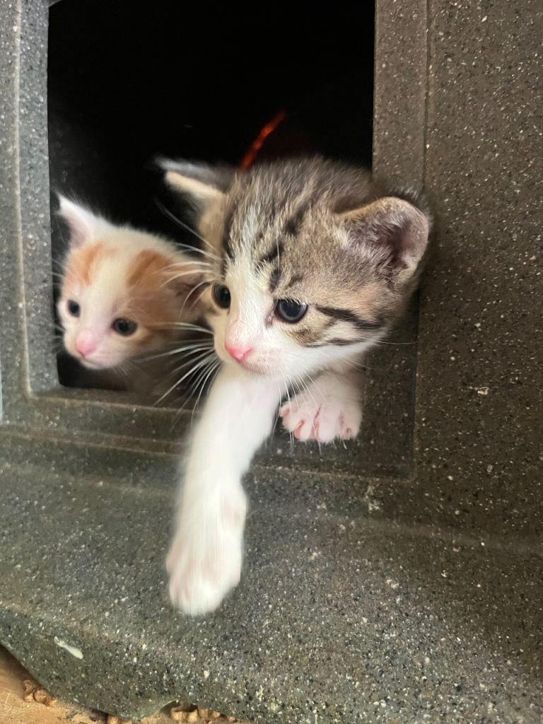  Kittens for sale