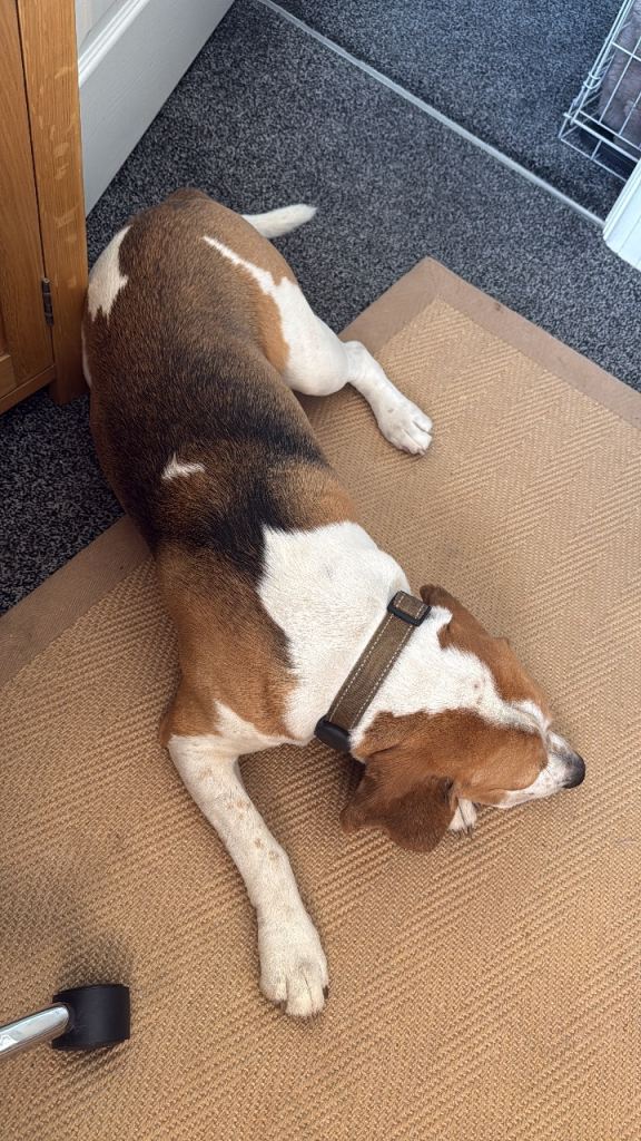 4 year old Beagle boy