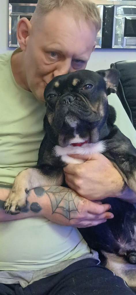 French bull dog puppy