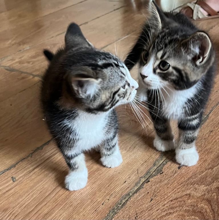 Cute and playful 