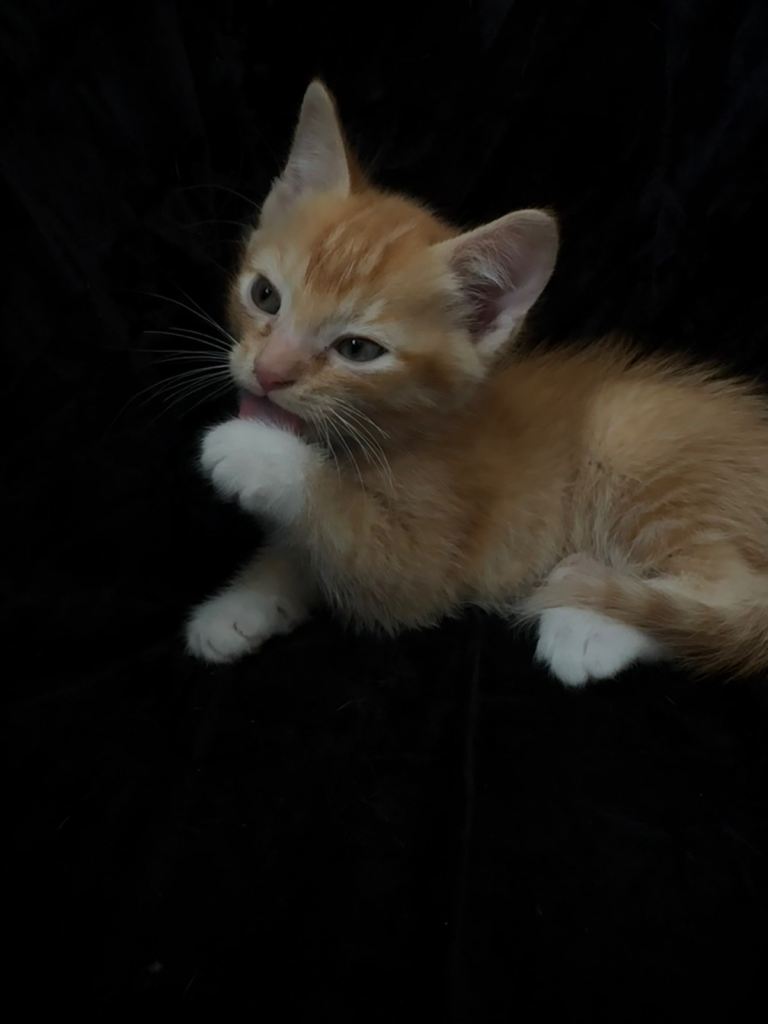 Selling kitten