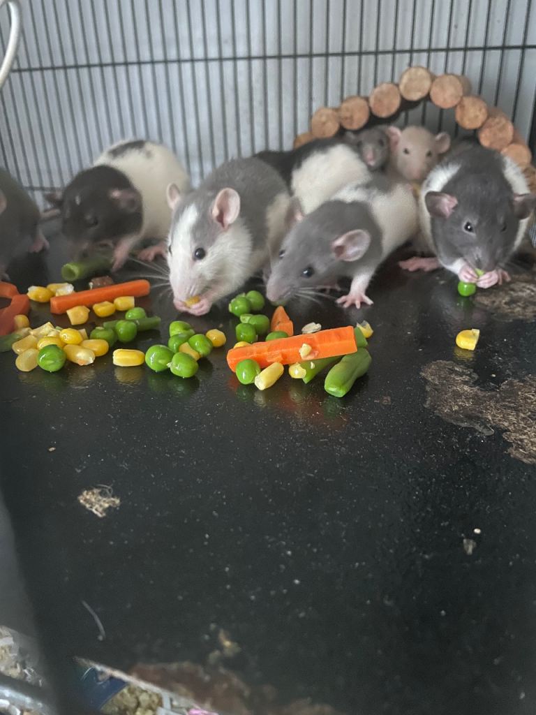 Rat babies