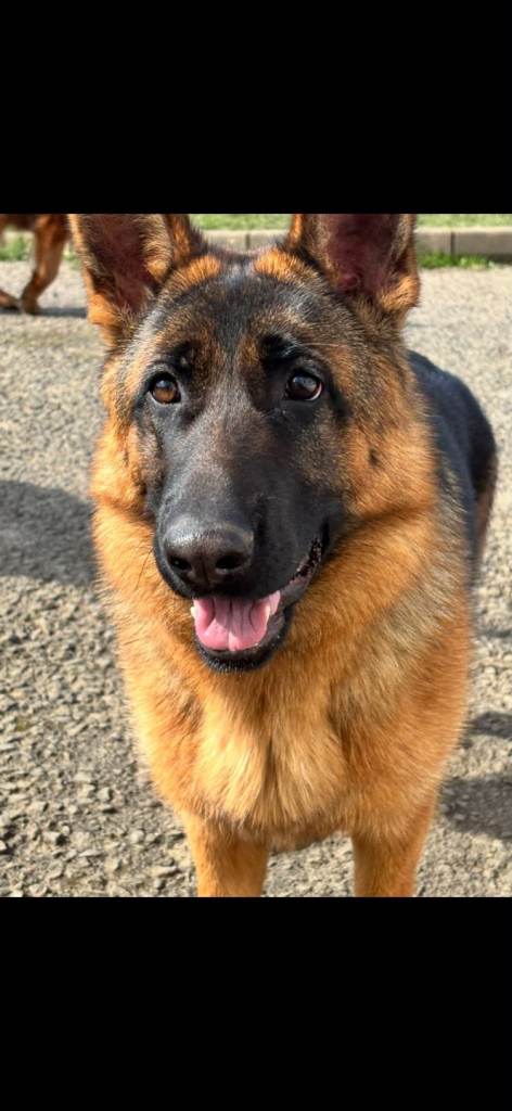 German shepherd 