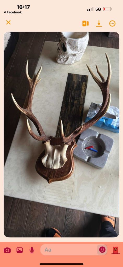 mounted set of red deer antlers on a wooden shield. 