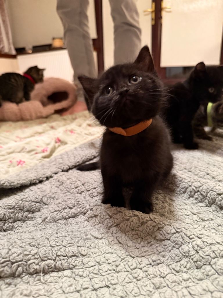 Beautiful kittens