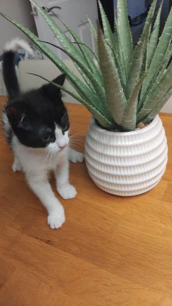 Boy kitten for sale